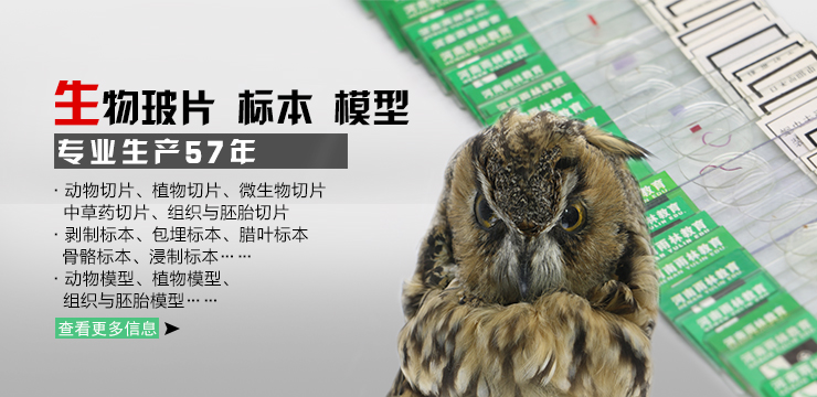 蝴蝶標(biāo)本50種